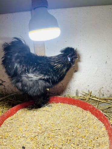 3 toyuq 3 gune 3 yumurta: Toyuq, Damazlıq, Ünvandan götürmə — 5