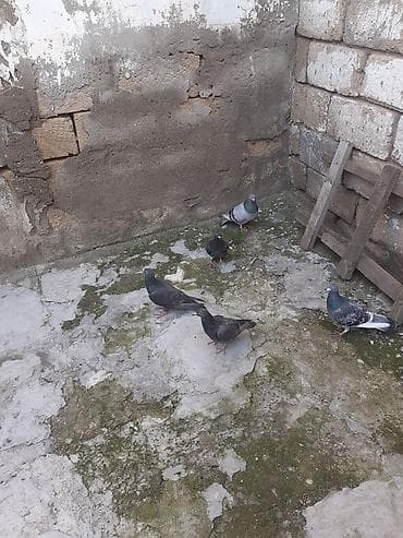 itlerin satisi 2017: Balada var erkeyde var mayada var usd usde goturen olsa 10 azn unvan — 5