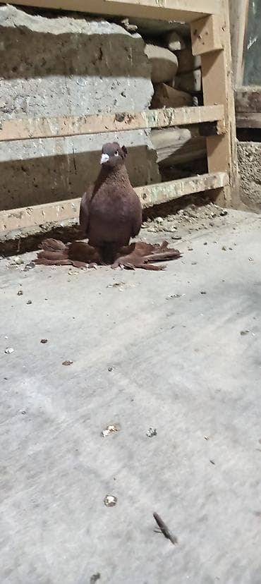 Balıqlar: Erkey kəkilli iri lələyli dekarativ saxlamıram deyə barter 5 quşnan — 2