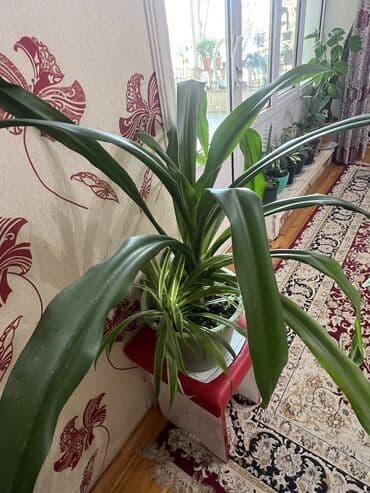 aloe vera satışı: Her nov guler var endirimnen verecem Gencedi istiyen yazsin satiş — 69