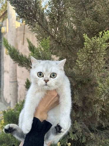 русская голубая кошка баку: Британская — 6