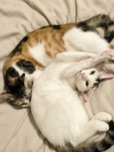 ən ucuz pişiklər: Van, Dişi, Yaxşı əllərə — 17