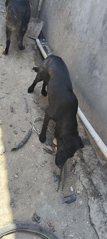 Labrador-retriver, 7 ay, Peyvəndli, Ünvandan götürmə — 5