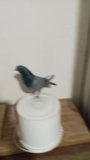 Fiqur, Plastik, rəng - Boz