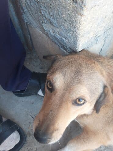 it xaski: Belçika çoban iti, 2 il, Erkek — 2