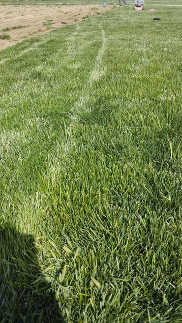 otlar: Yaşıllaşdırma üçün nəzərdə tutulmuş təbii ot örtüyü. Həyətlərdə — 3