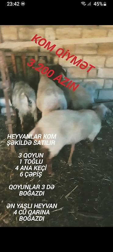Козы, козлята: Qiymət sondu aşağı salınmayacaq fikiei cidi şəxslər zəng etsin — 6