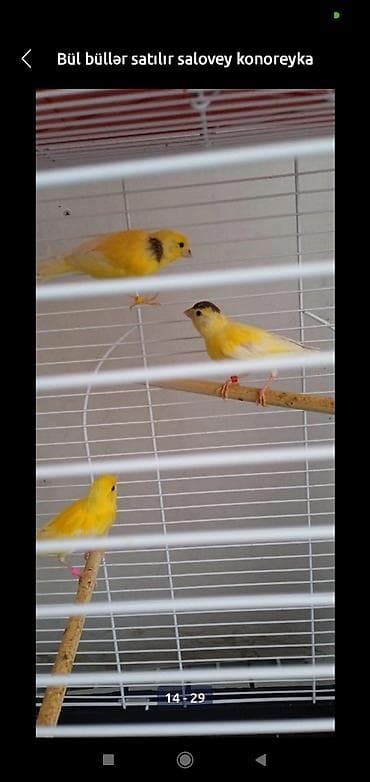 Digər heyvanlar: Bül büllər kanareyka solavey bul bul konareyka super oxuyan erkəy — 6