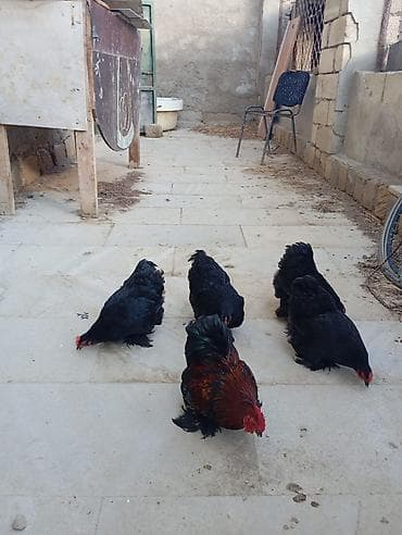 Cins toyuqlar cemi 5 ededi.4 fere .ve 1 xoruz.top qiymeti 150 manatdi — 2