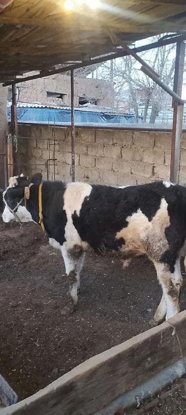 cins buzovlar: Dana, buzov — 3