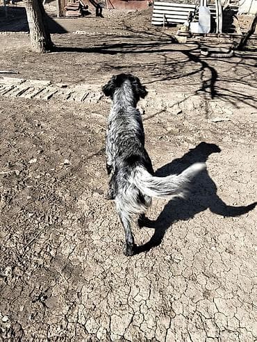 xamilyon heyvan: Təcili satılır.İngilis setteri.3 yaş 7 aylığdı.Ov görüb — 2