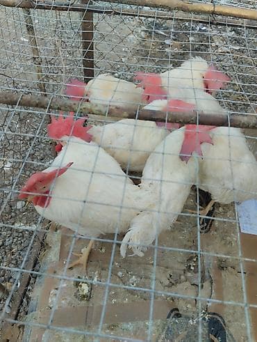 kend toyugu: Toyuq, Broyler, Ətlik — 2