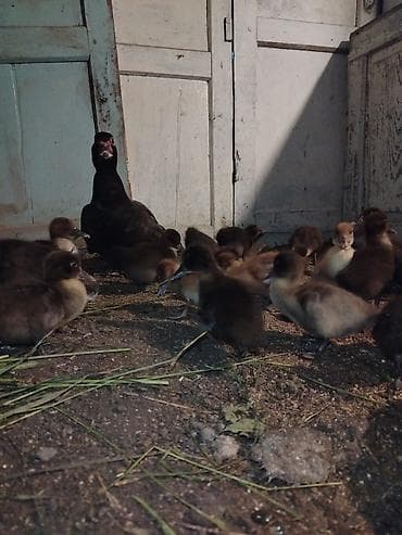 bala ordek: Salam 21 bala 1ana 1ayliq cucelerdi saglam vitamin verilib. Atasida — 2