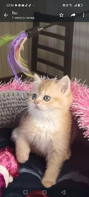 Pişiklər: Britan — 2