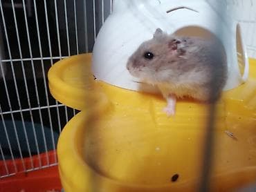 Hamster və tam avadanlıqlı qəfəs seti Məhsulun tərkibi: - 2 — 6