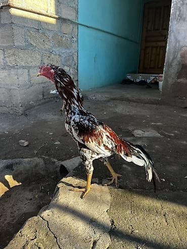 Ördəklər: 7 aylıx beçədi təzə təzə aylır real alcı narahat eləsin — 1