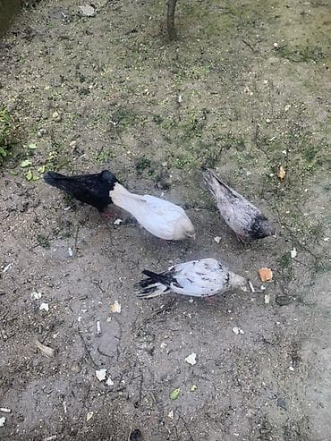 goyərcin pavlin: Göyərçinlər – 4 ədəd - Rənglər: qara, ağ-krem, boz-mərməri və ağ-qara — 2