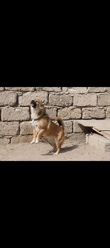 itlə: Peyvəndli — 5