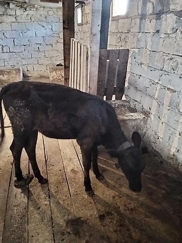 balaca itler satilir: Tecili satılır dışı anqus - Növ: iri buynuzlu heyvan, qara rəng — 2