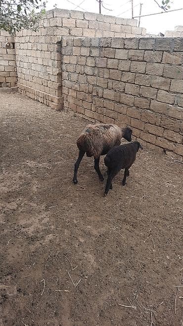 coban iti adları: Qoyun ana balası ilə birlikdə - Cins: ehtimalən yerli — 2