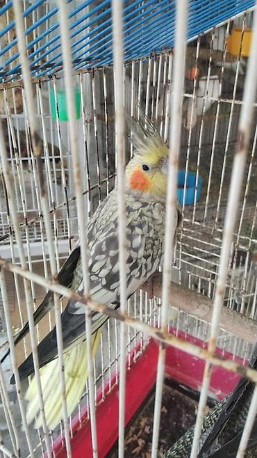 попугай корелла: Watsapla elaqe Qiymetler 45-50-60 arasi hazir cutler qiymet birine — 9