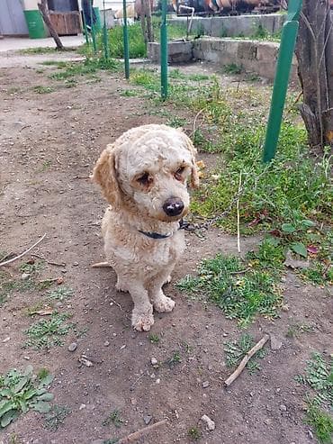 tula it: Yaxşı əllərə — 6