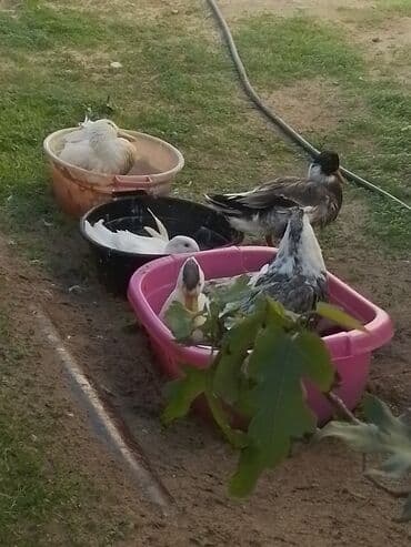 ördək balası və cücə: Ev şəraitində bəslənən ördəklər - Növ: məişət üçün saxlanılan — 2