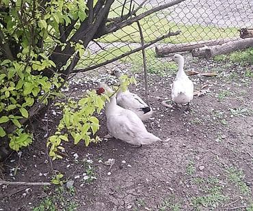 Erkək, | Lal ördək, Ətlik lalafo.az -da Erkək, | Lal ördək, Ətlik