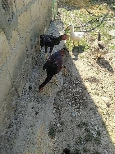 kuckar ov iti: Toyuq cücələri, Damazlıq — 2