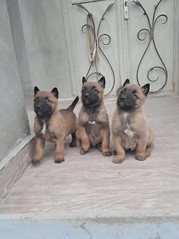cane corso qiyməti: Belçika çoban iti, 1 ay, Erkek, Peyvəndli, Ünvandan götürmə, Pulsuz çatdırılma — 3