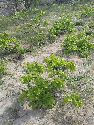 Продукты питания: Qiyməti cox ucuz öz məhsulumuzdur deyə ucuz satırıq.Aprel - may — 2