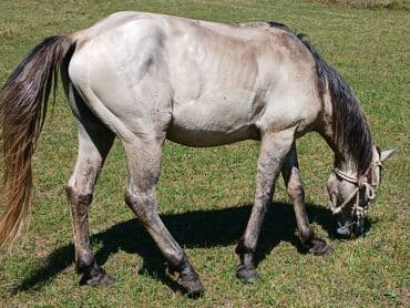 at yehəri: Erkək, il: 4 — 6