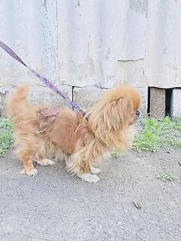 it balasi: Pekines — 2