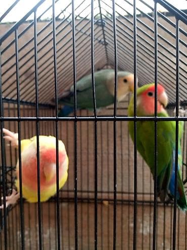 Tutuquşları: Bir ədədi 60 azn vp aktiv — 4