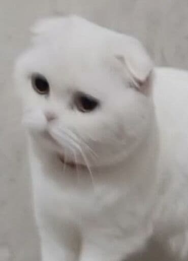 pişik baytarı: Ağ tüklü, qısaqulaq pişik – sakit və ev şəraitinə uyğun. 80 AZN — 5