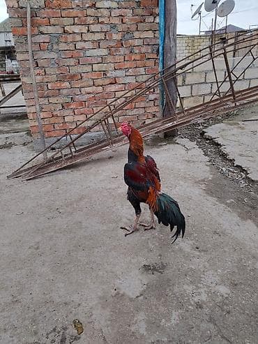 Akvariumlar: Xoruz, Heyratı, il: 1, Ödənişli çatdırılma — 3