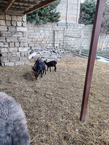 en cox sud veren inekler: Salam hər kəsə. 4 İspan sortu mursiyano və 1 erkək hələb satılır — 7