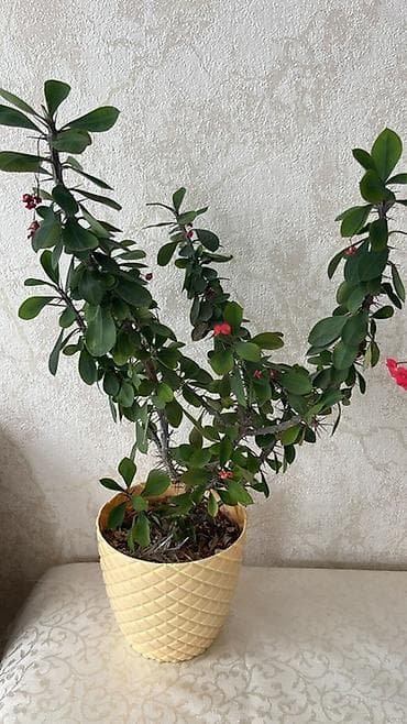 Комнатные растения: Ev bitkiləri kolleksiyası - Euphorbia milii (Tikanlı tac) – qırmızı — 2