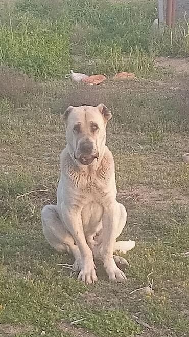 sirvan teze itler satisi: Alabay, 2 il, Dişi, Peyvəndli, Ünvandan götürmə — 3