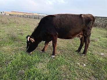 Satışda: Qara rəngli erkək mal-qara (buğa/dana) Xüsusiyyətlər: -