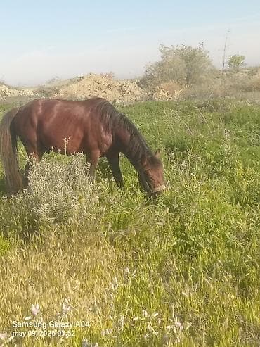 pony atlar: Erkək, il: 5, Ünvandan götürmə — 6