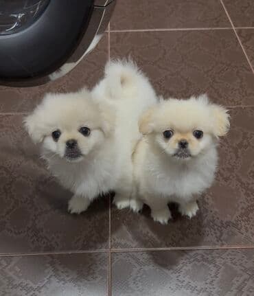 отдам в хорошие руки щенка: Пекинес, Самка, С прививками — 2