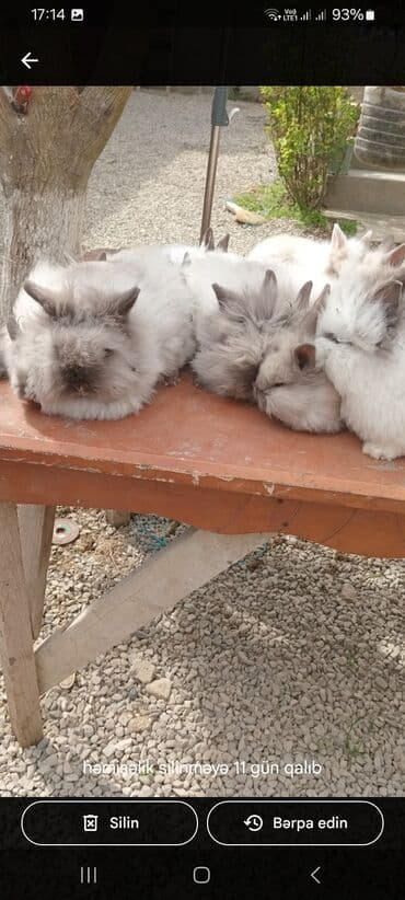 afçarka balası: Akor balası 10m — 7