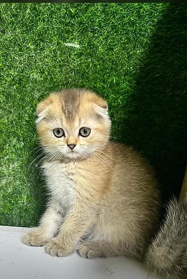 Quşlar: Şotland — 2