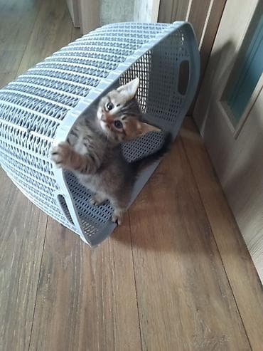 balali qoyun satilir: Tabbi, Yaxşı əllərə — 4