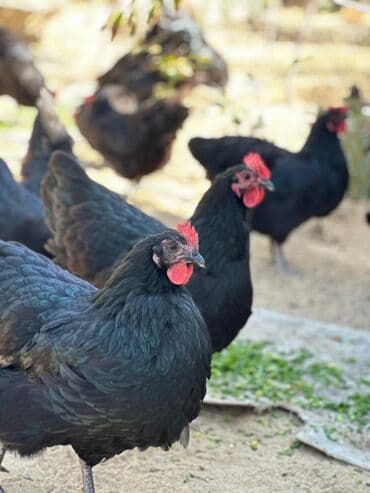 dəvəquşu yumurtası qiyməti: Avstralop yumurtaları İnqibator üçün. ideal çıxış verir. təmiz qandır — 7