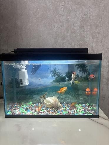 qızıl eşyaları: Akvaryumu ela veziyetdedir balıqlarla bir yerde satılır . Fikri ciddi — 1