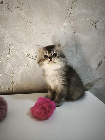 ev sıçanı: Şotland, Erkək, Ünvandan götürmə, Ödənişli çatdırılma — 3