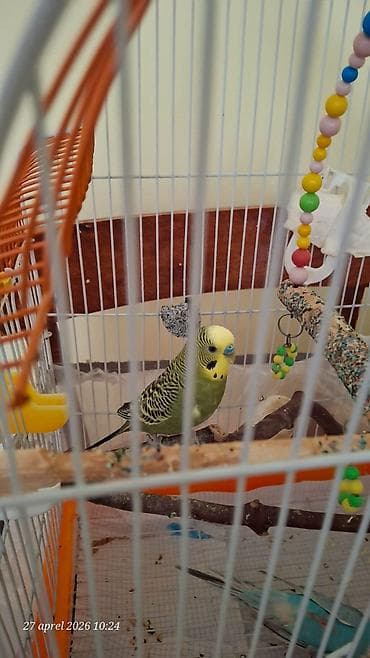 quş üçün qəfəs: Erkek tutuqusu ( 20 manata alınıb magazadan)+bir böyük qəfes bir — 6