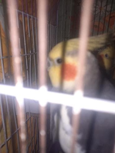 col quşu: Nimfa (Cockatiel) – boz-ağ ləkəli bədən, sarı baş və narıncı yanaq — 5